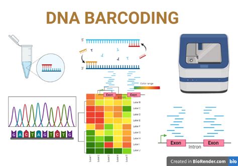 DNA Barcoding- Definition,Types, Procedure, History, Applications - Sciencevivid