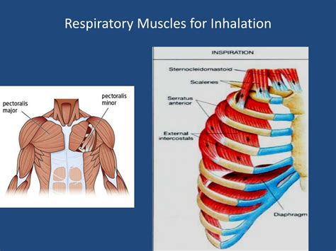 Accessory Respiratory Muscle Activity at Katie Avery blog