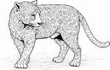 Jaguar Coloring Sheets Printable Free Pages sketch template