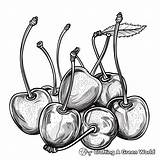 Cherry Coloring Pages  Free & Printable sketch template