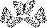 Beautiful Butterfly Coloring Pages At GetDrawings  Free Download sketch template