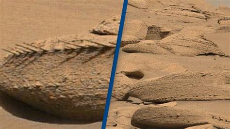 Strange dragon bone-looking rocks spotted on Mars by NASA's Curiosity rover