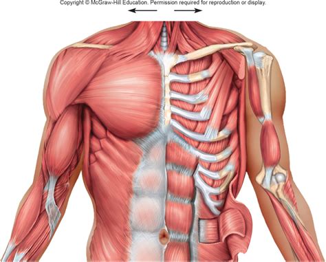 Male Chest Muscles Diagram Chest Muscles Anatomy Anatomy Of Muscular | Images and Photos finder