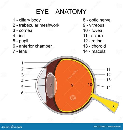 Human Eye Anatomy Stock Vector - Image: 52841430