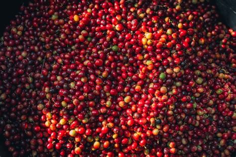 Premium Photo | Cherry coffee beans background in a bucket