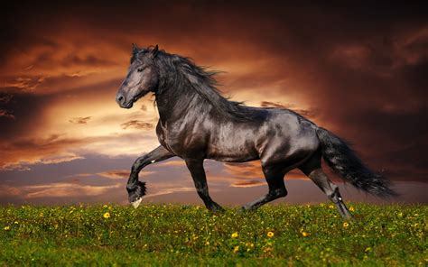 download horse wallpaper for desktop Beautiful horse wallpapers - Cars ...