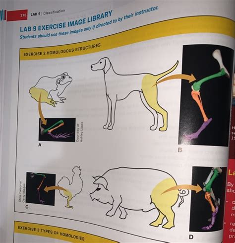 Solved In this lab, we discussed homologous traits. In | Chegg.com