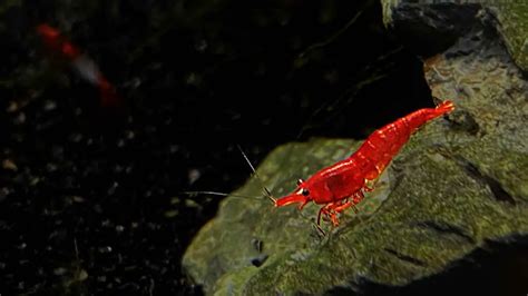 Cherry Shrimp: Care, Breeding, Diet, & More