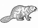 Beaver Coloring Pages  Free Printable PDF & Online sketch template