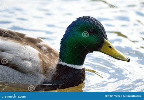 Beautiful Male Mallard Duck Swimming in Pond Stock Image - Image of ...