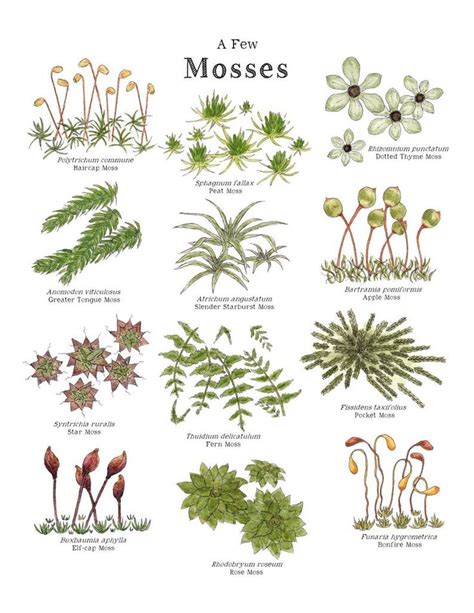 Lichens & Mosses Educational Art Print 8.5x11 and A4 Sized Montessori, Charlotte Mason ...