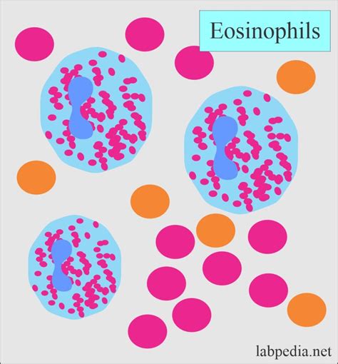 Eosinophil Count (Absolute Eosinophil count) - Labpedia.net