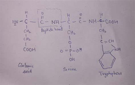 [Solved] Peptide sketching Draw the structure of the tripeptide ...