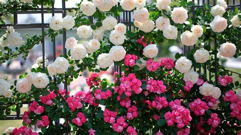 How to care for the climbing rose, climbing rose care and cultivation