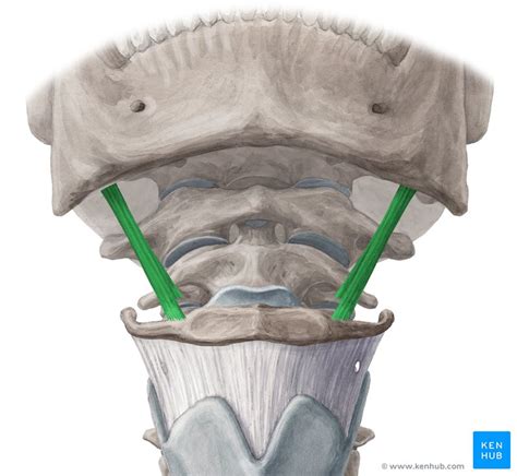 Stylohyoid: Origin, insertion, innervation and action | Kenhub