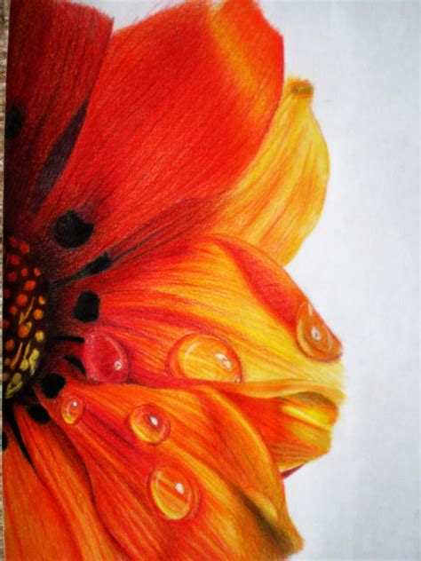 colored pencil flower by tothelastparade on DeviantArt