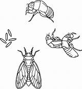 Cicada Coloring Pages  Cool sketch template