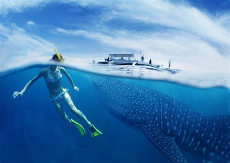 Swimming With Whale Sharks in Cancun - Cancun Recommendations | Viator.com