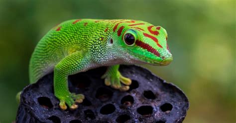 Gecko Animal Facts - AZ Animals