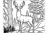 Coloring A deer In The Forest  Deer Pages sketch template