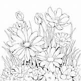 Download Black And White Flower Bed Coloring Page Pages Online  sketch template