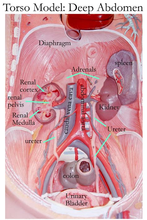 Anatomy Of Torso Diagram