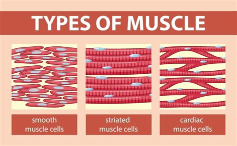 Types of muscle cell diagram 1928960 Vector Art at Vecteezy