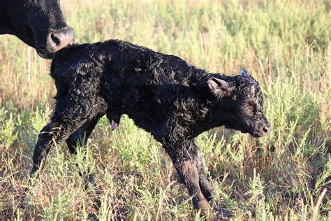 Keys to a prosperous start for newborn calves | UNL Beef