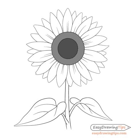 How To Draw Sunflower