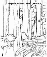 Redwood Forest Coloring Page sketch template
