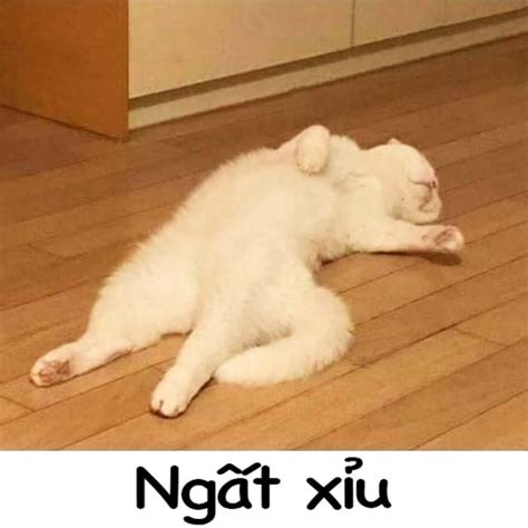 999 ảnh MeMe Mèo cầm súng, hút thuốc, Like.. (Phần #3)