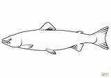 Bull Trout Salvelinus Confluentus coloring Page  Free Printable sketch template