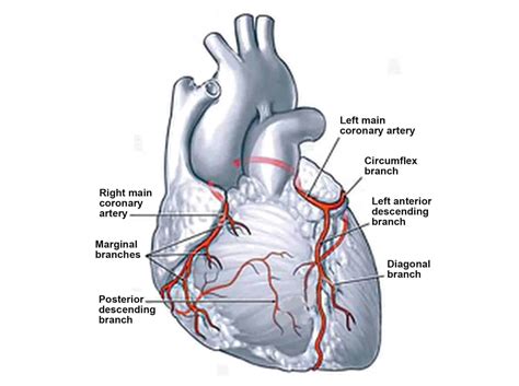 Heart Blockage & Symptoms of Blocked Arteries