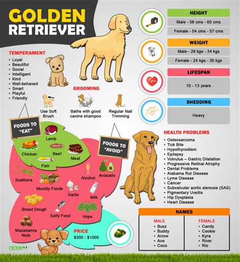 Golden Retriever Puppies – Must Know Facts and Traits - Petmoo