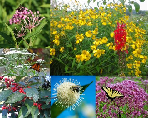 Rain Gardens - Edge Of The Woods Native Plant Nursery, LLC