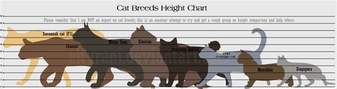 Guide to Cat Breed Heights! by elTyranda on DeviantArt