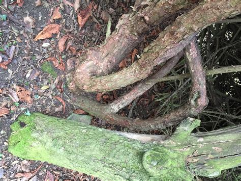 Pruning Very old climbing roses — BBC Gardeners' World Magazine