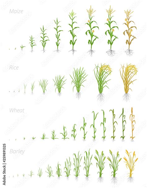 Growth stages of grain cereal agricultural crops. Cereal increase ...