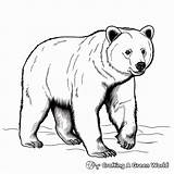 Black Bear Coloring Pages  Free & Printable sketch template