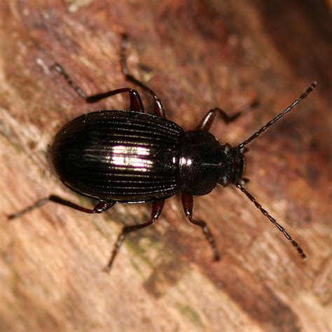 Small black ground beetle - Helops pernitens - BugGuide.Net