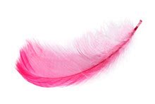 Pink Feather Free Stock Photo - Public Domain Pictures