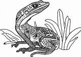 Leopard Gecko Terrarium Coloring Page · Creative Fabrica sketch template