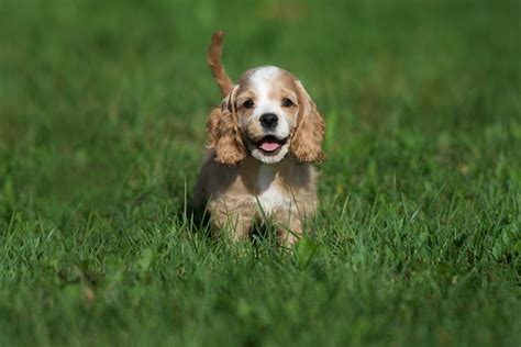 かわいい犬図鑑 - アメリカン・コッカー・スパニエル