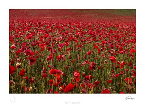 Poppy Fields Photography Workshops