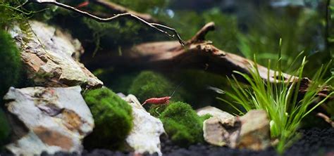 Starting a Nano Aquarium | Tropical Fish Hobbyist Magazine