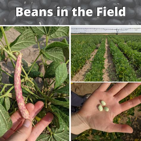 Beautiful Beans in the Field - A Legume a Day