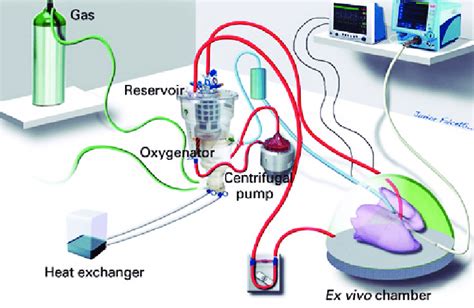 Scheme of ex vivo pulmonary perfusion system | Download Scientific Diagram