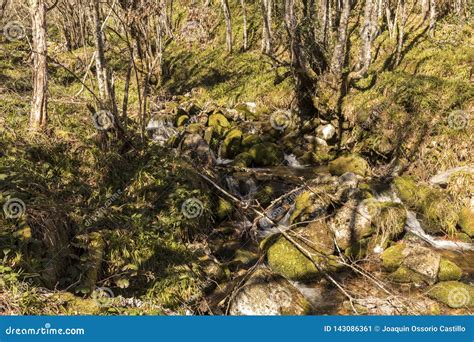 Muniellos Nature Reserve, Spain Stock Image - Image of path, beech ...