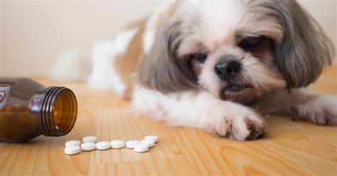 6 Best Natural Joint Supplements for Dogs