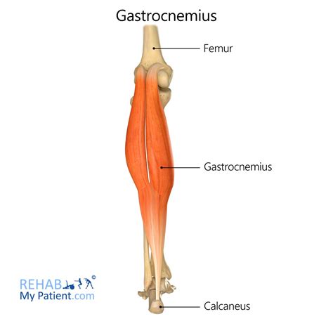 Gastrocnemius (leg) | Rehab My Patient